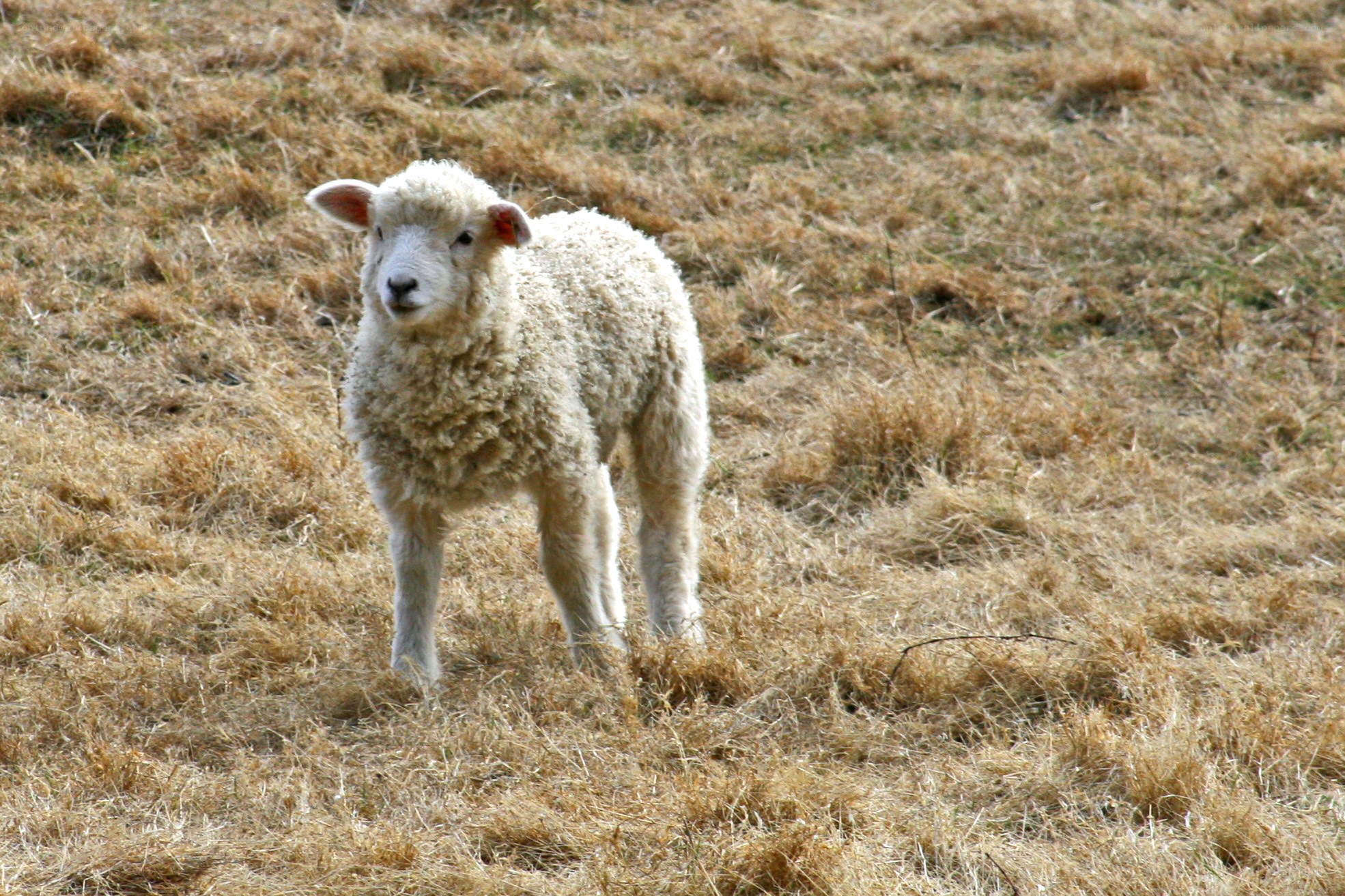 Lamb in a dry field