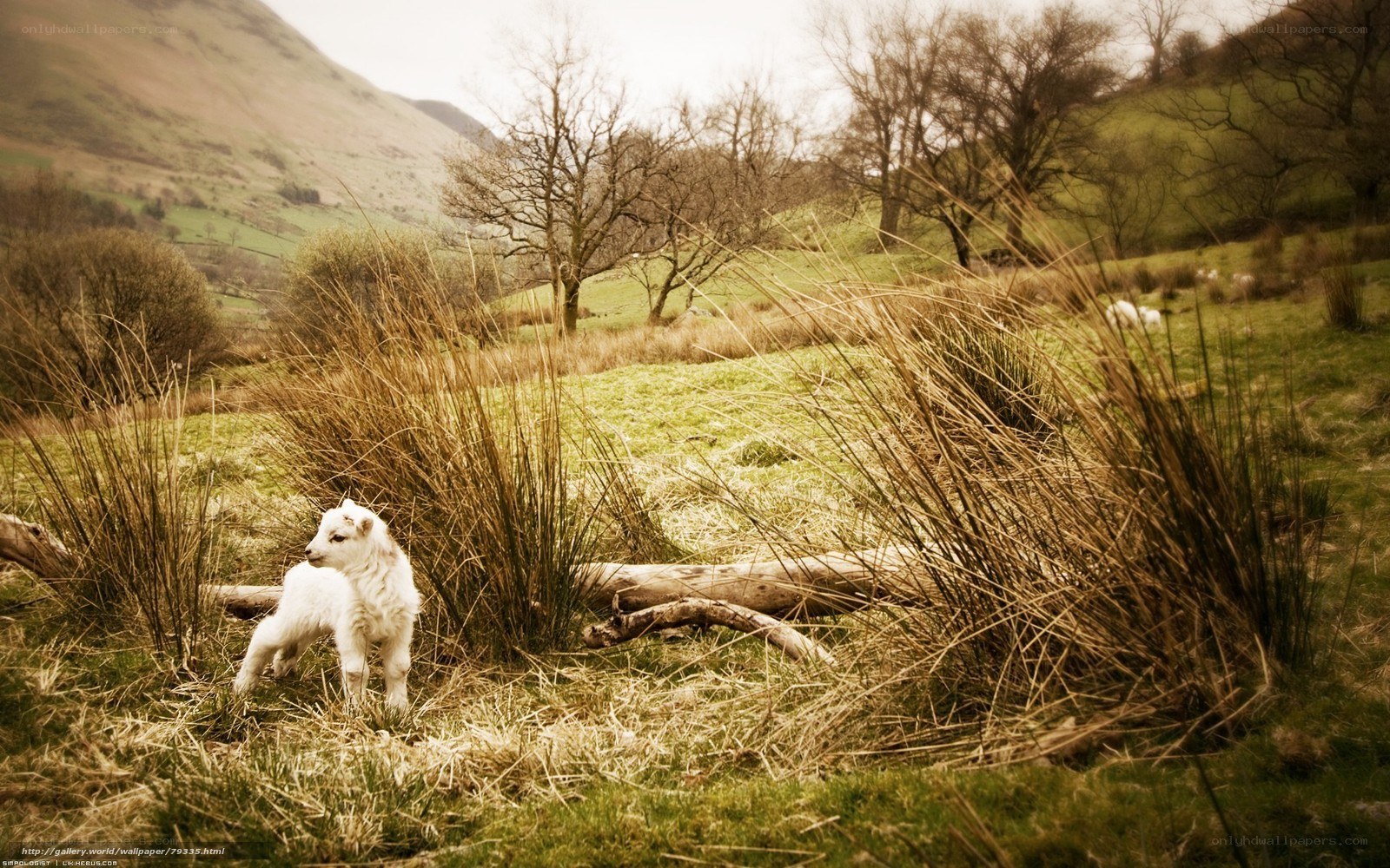 Lamb in a grassy field