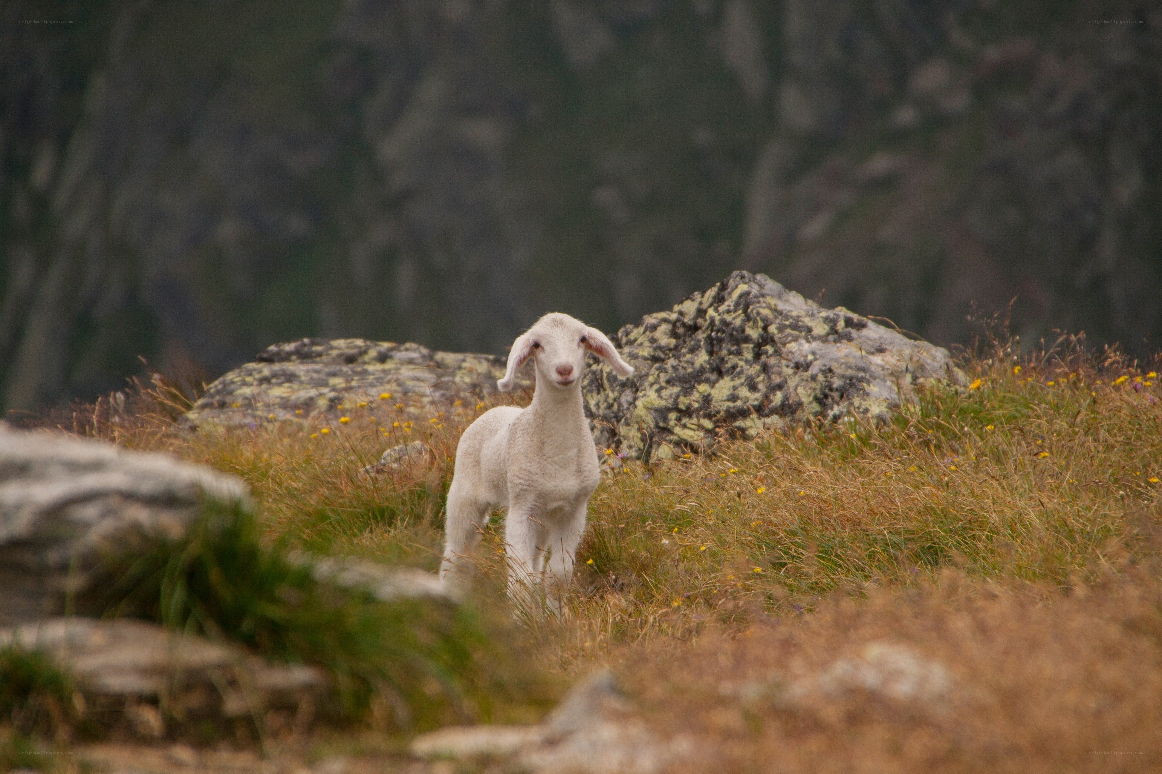 Lamb in a mountain meadow