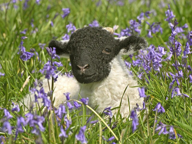 Lamb in bluebells