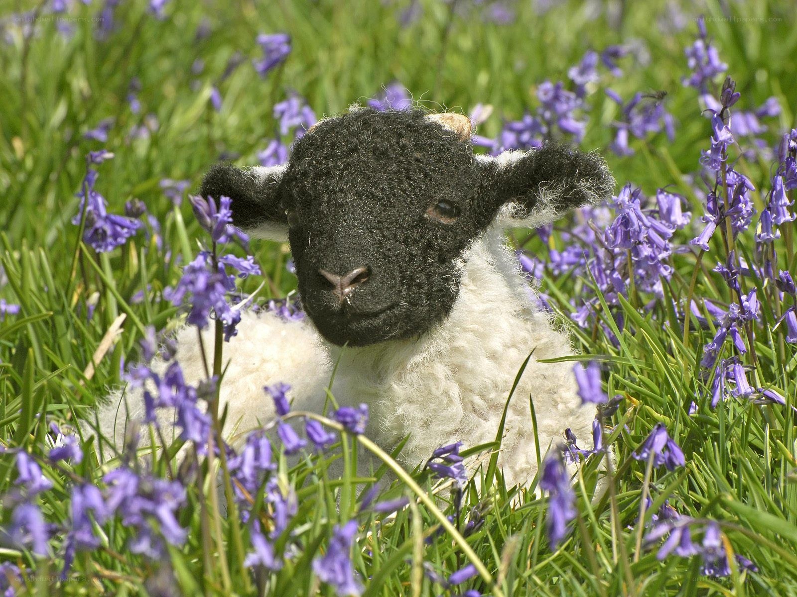 Lamb in bluebells