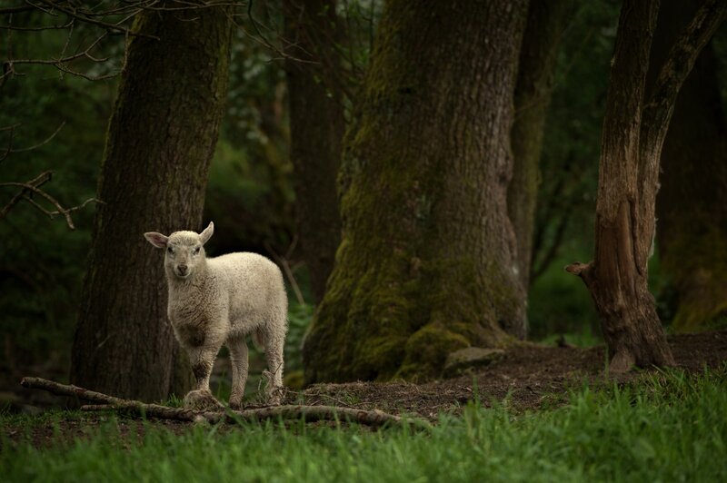 Lamb in Forest