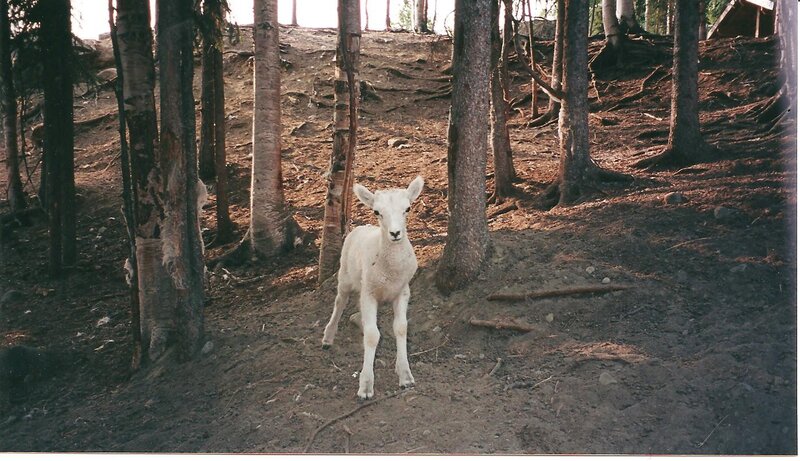 Lamb in the forest