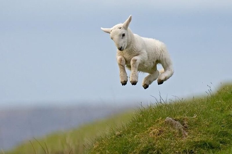 lamb jumping in mid-air