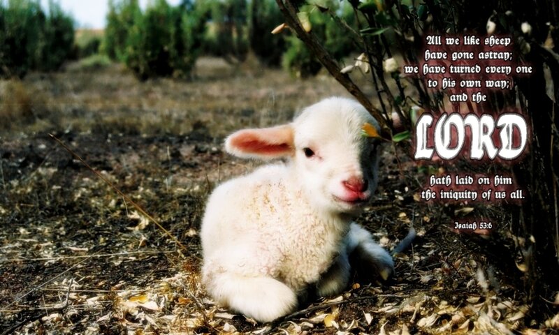 Lamb Lying on Ground
