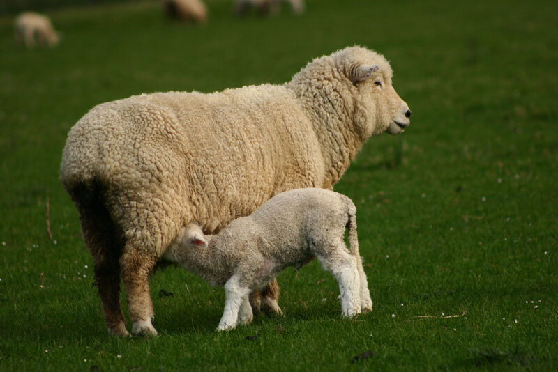 Lamb Nursing from Ewe