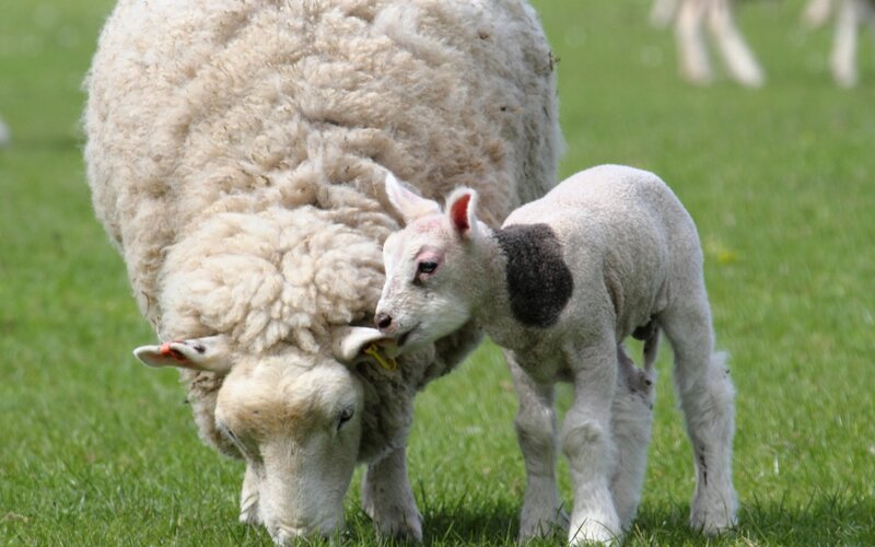 Lamb nuzzling its mother