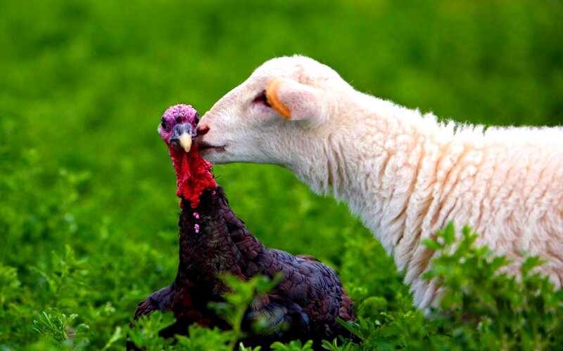 Lamb Nuzzling Turkey