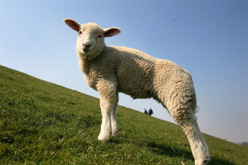 Lamb on a grassy hill