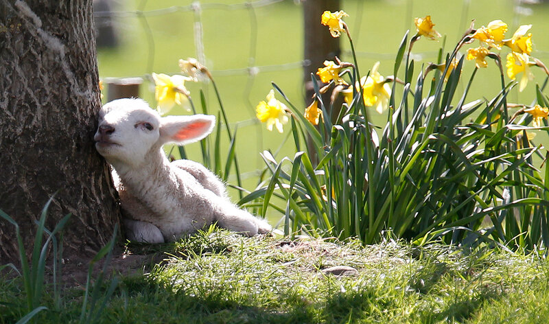 Lamb Resting by Tree