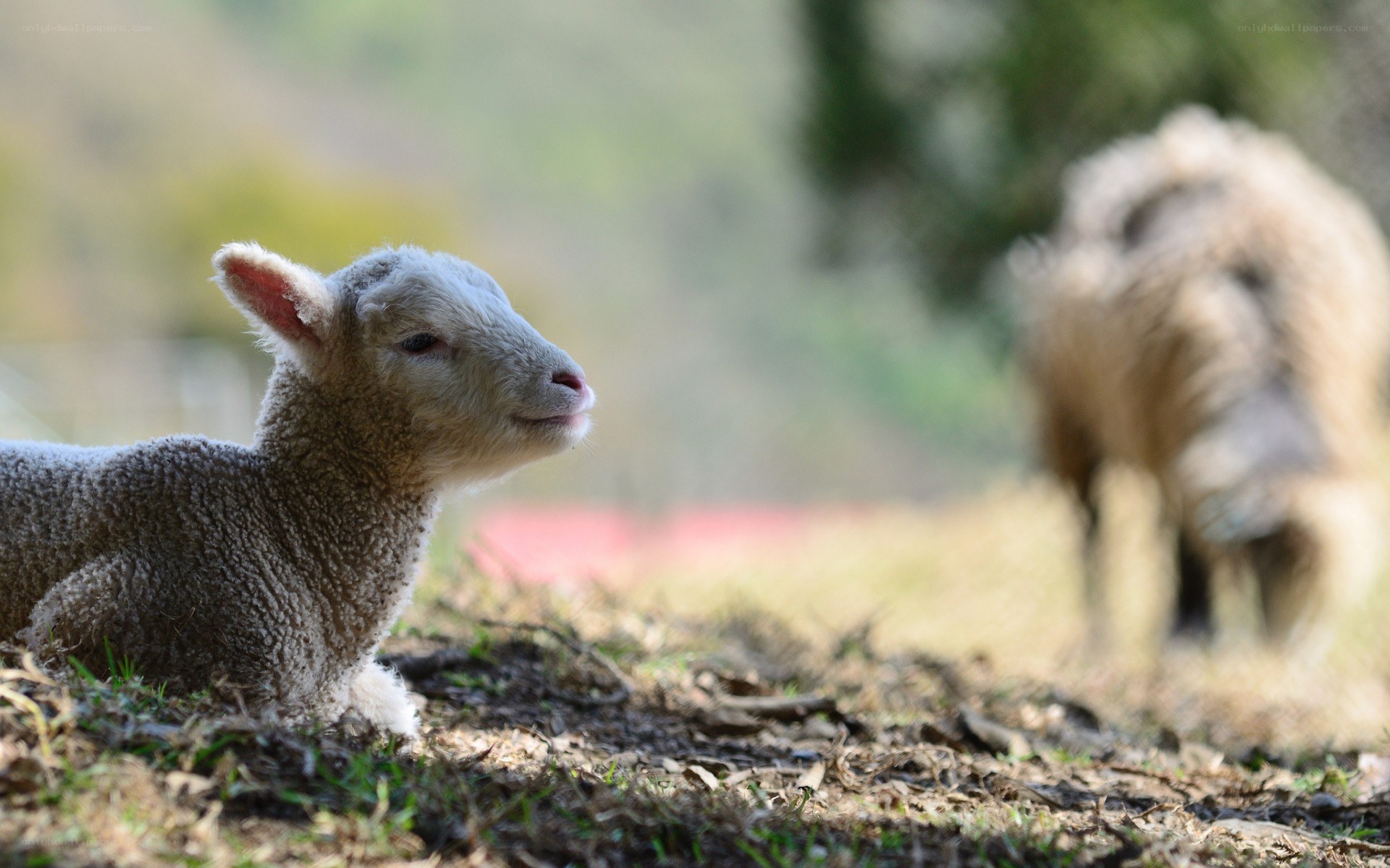 Lamb resting in a field