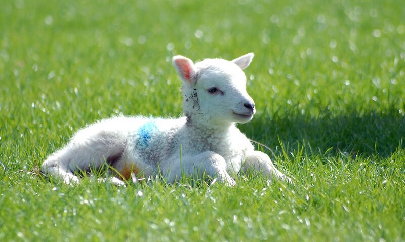 Lamb resting in grass