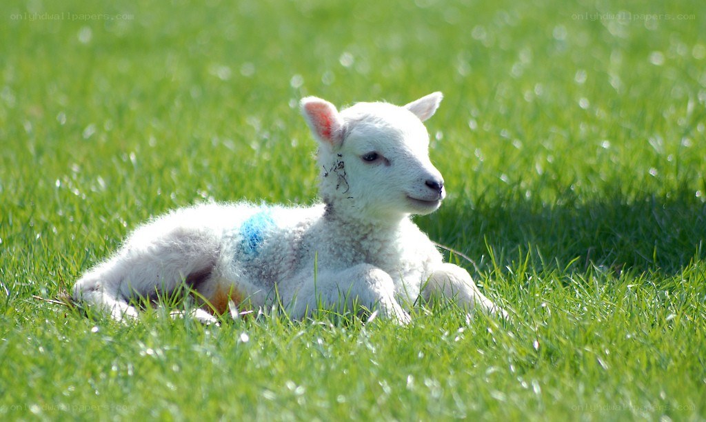 Lamb resting in grass