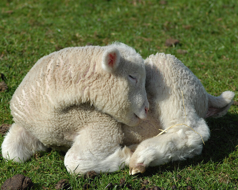 Lamb resting on grass