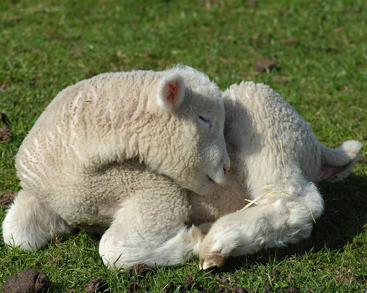 Lamb resting on grass