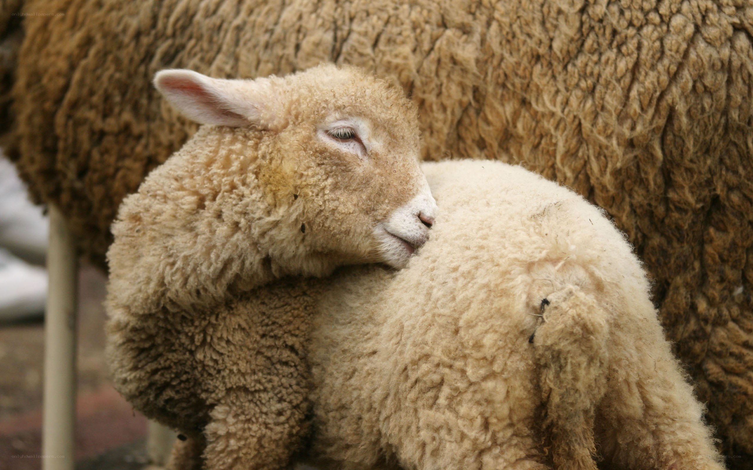 Lamb resting on mother