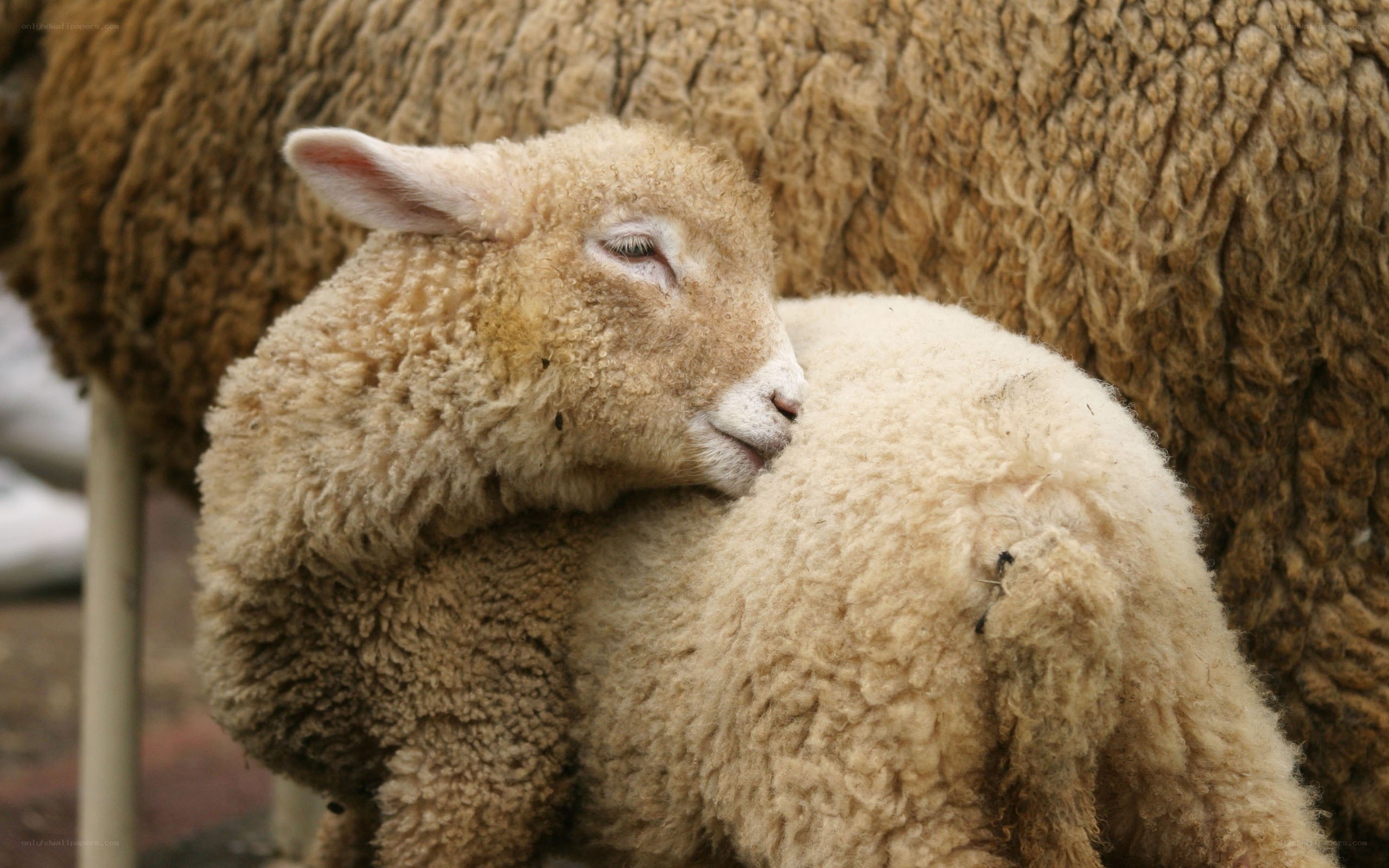 Lamb resting on mother