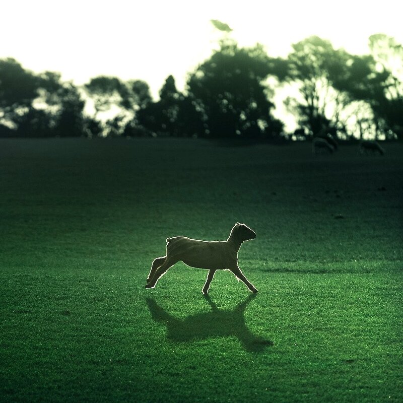 Lamb running in a field