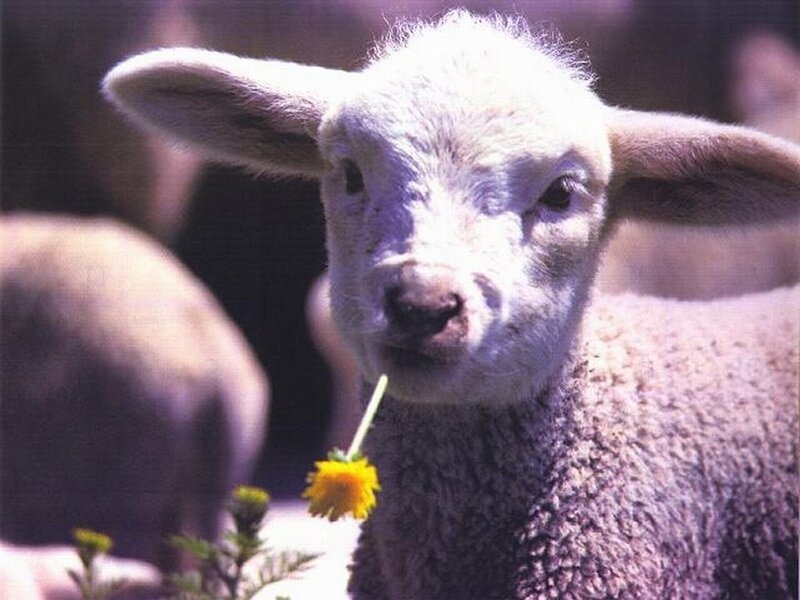 Lamb with a flower