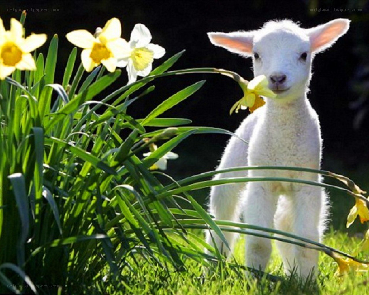 Lamb with daffodils
