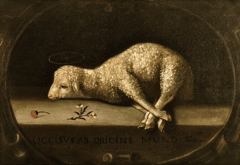 Lamb with Halo