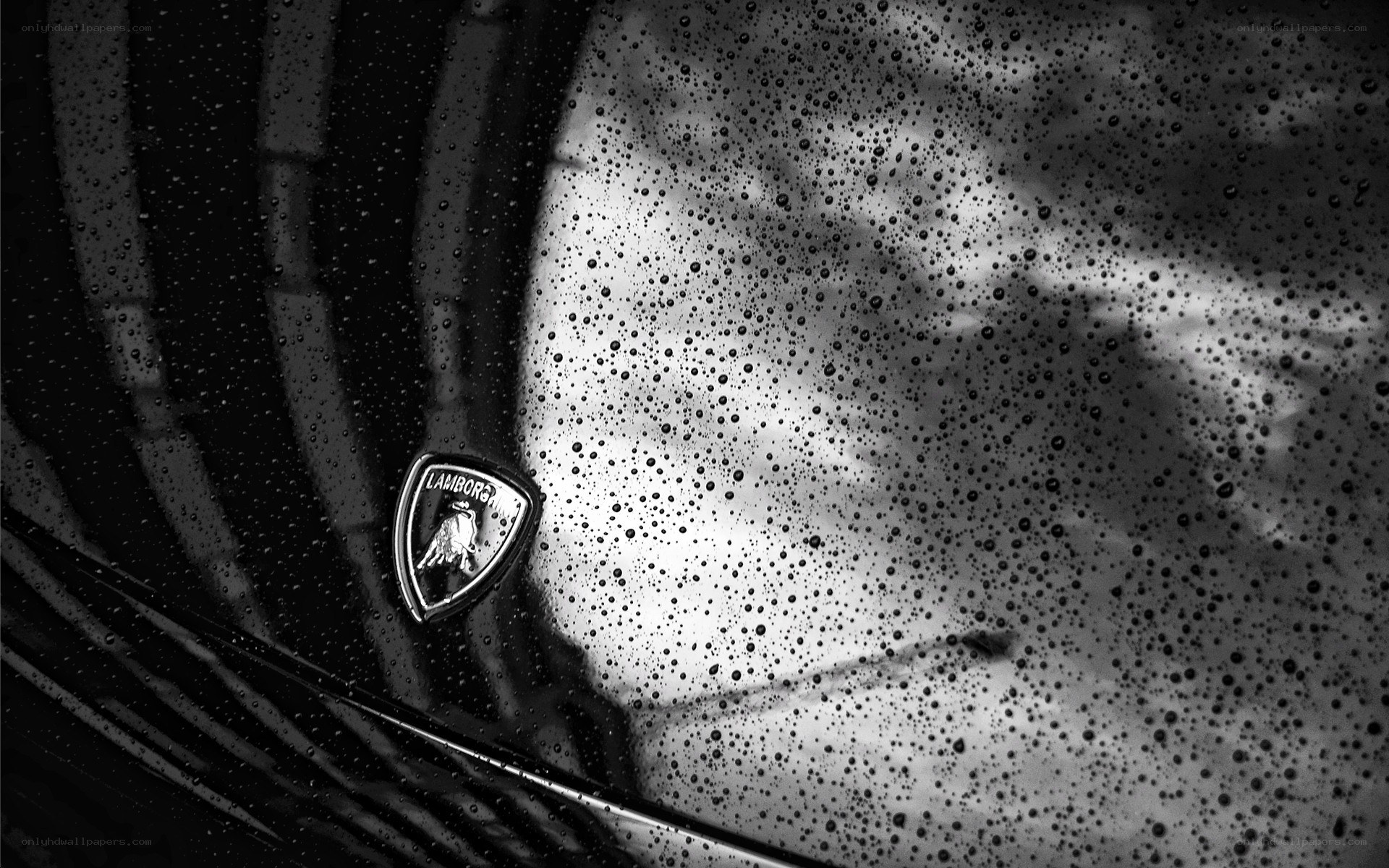 Lamborghini emblem on wet car
