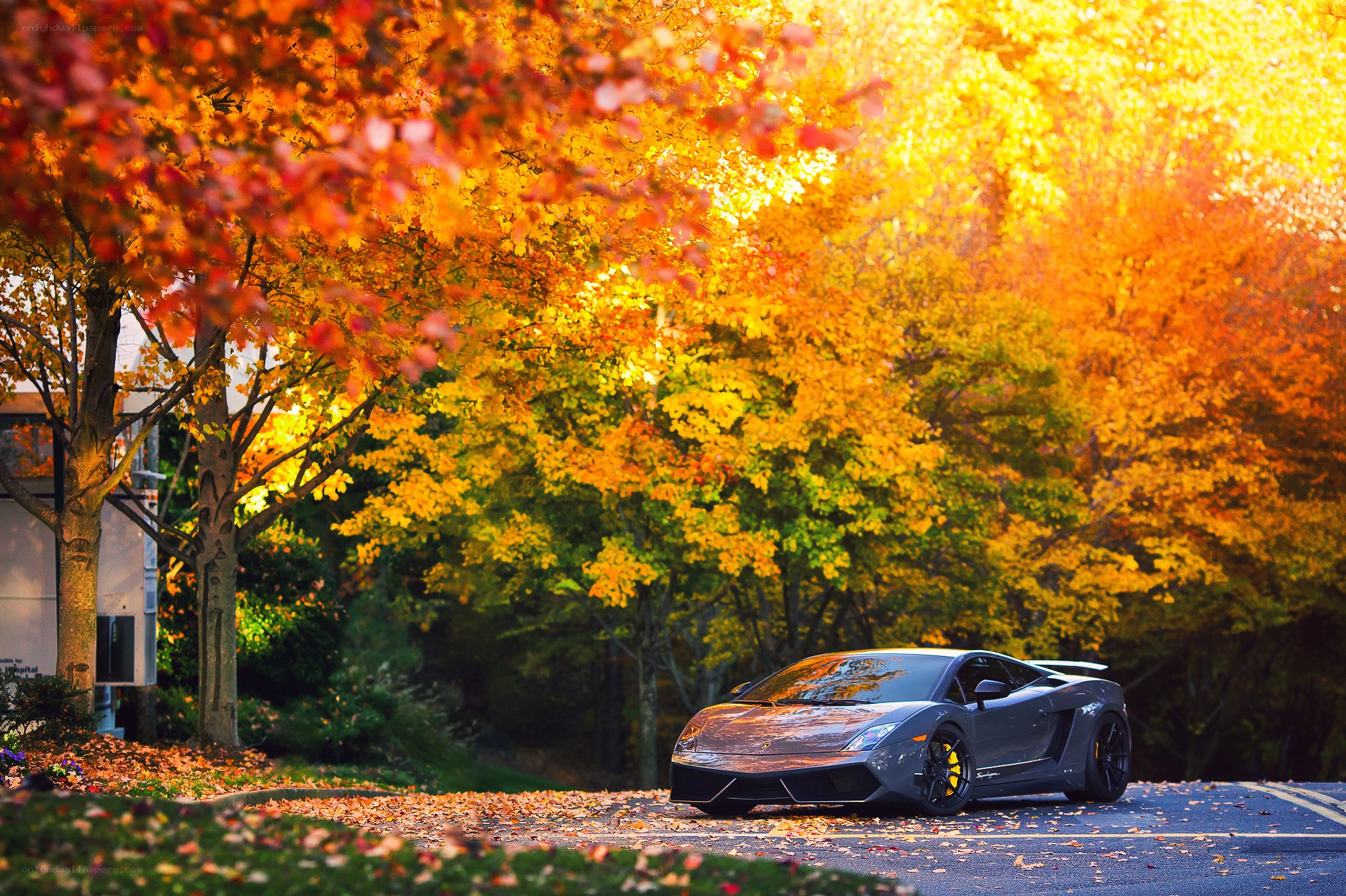 Lamborghini in autumn foliage