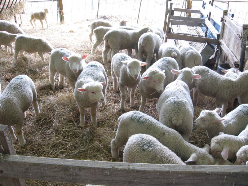 Lambs in a barn pen