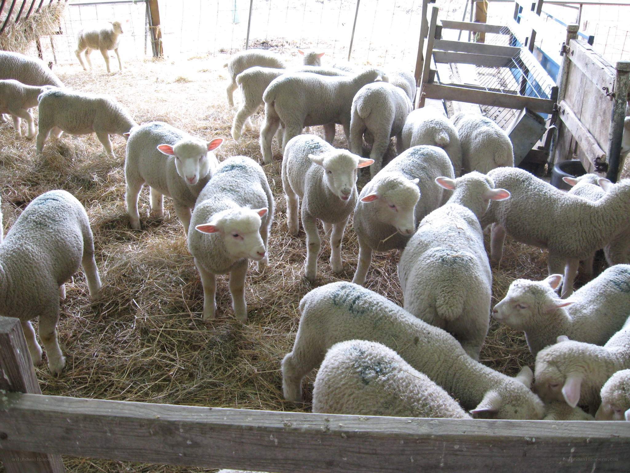 Lambs in a barn pen