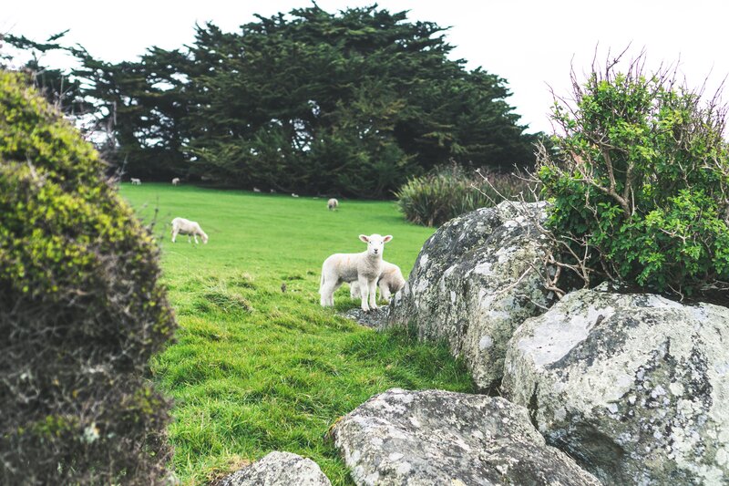 Lambs in a Field — Green