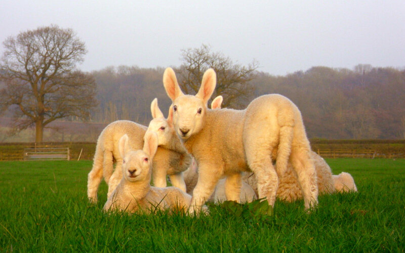 Lambs in a Field
