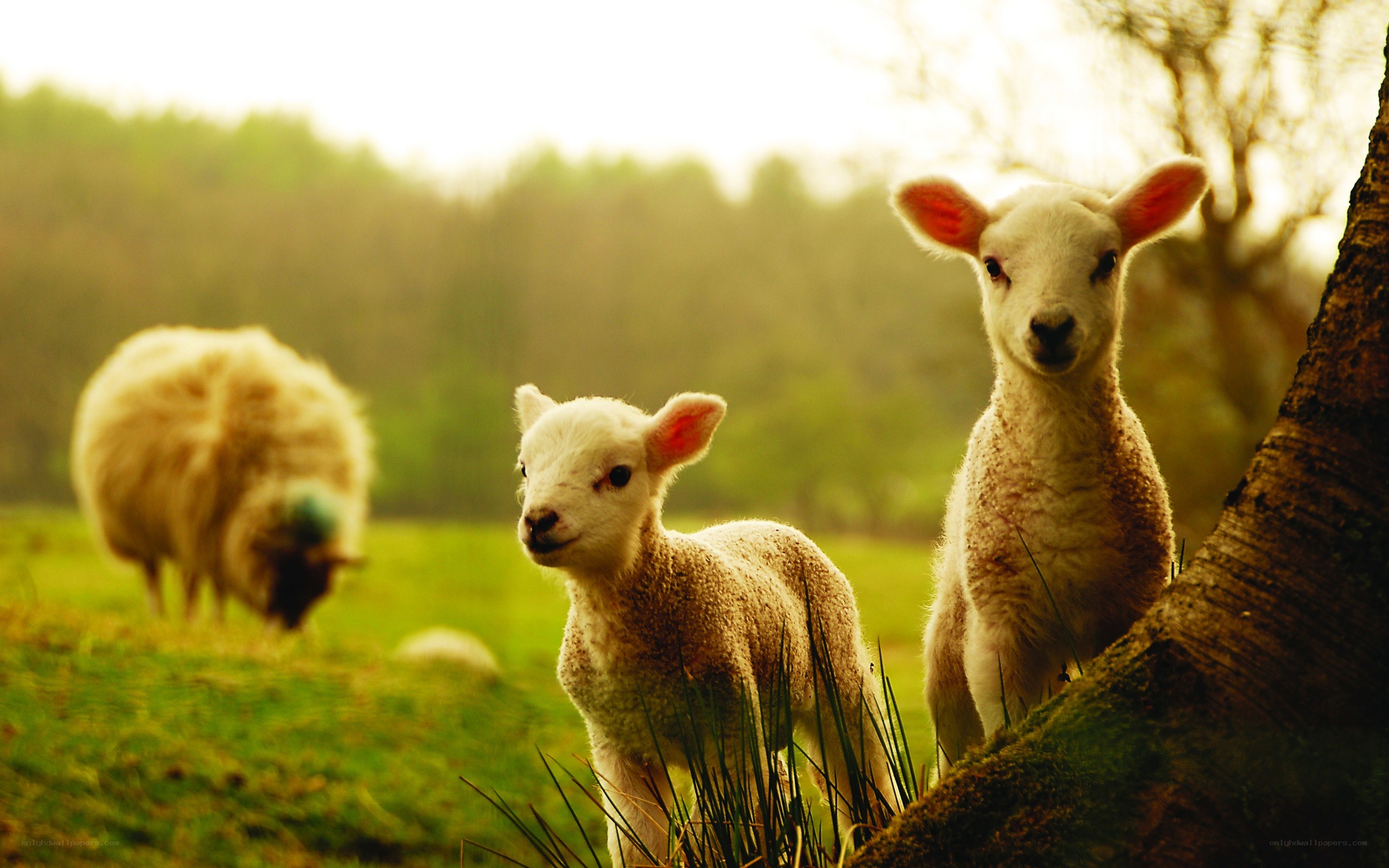 Lambs in a sunlit field