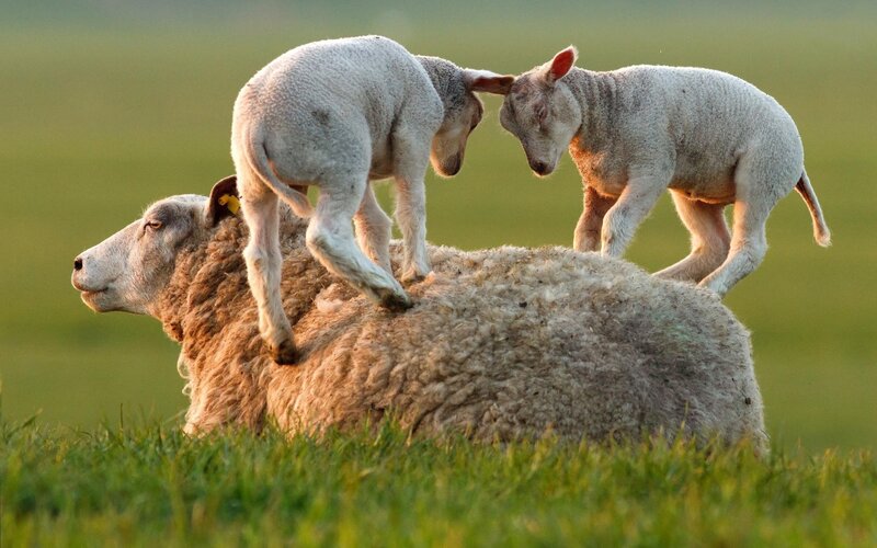 Lambs on Sheep — Green