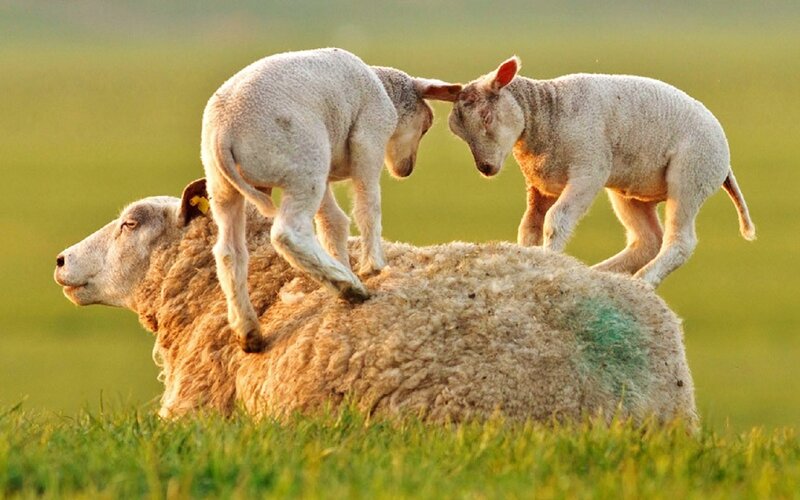 Lambs on Sheep