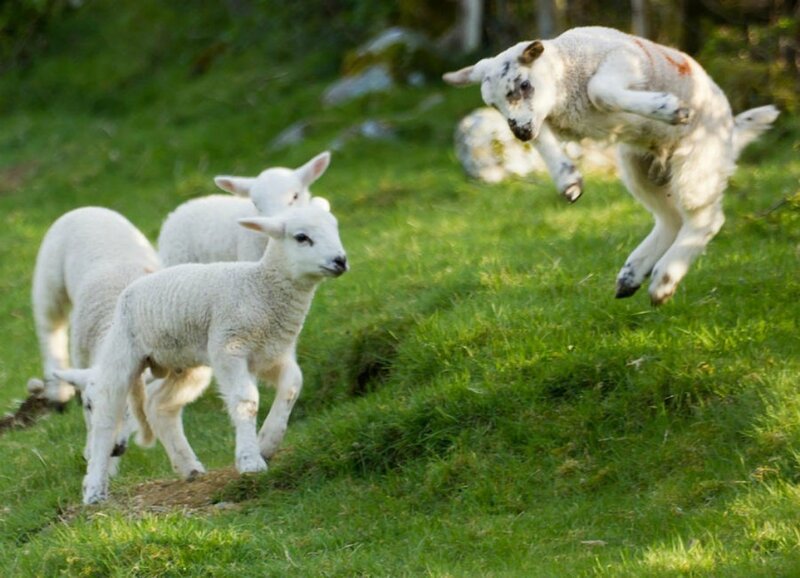 Lambs Playing in Field