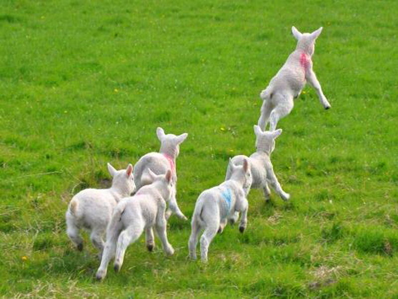 Lambs Running in Field