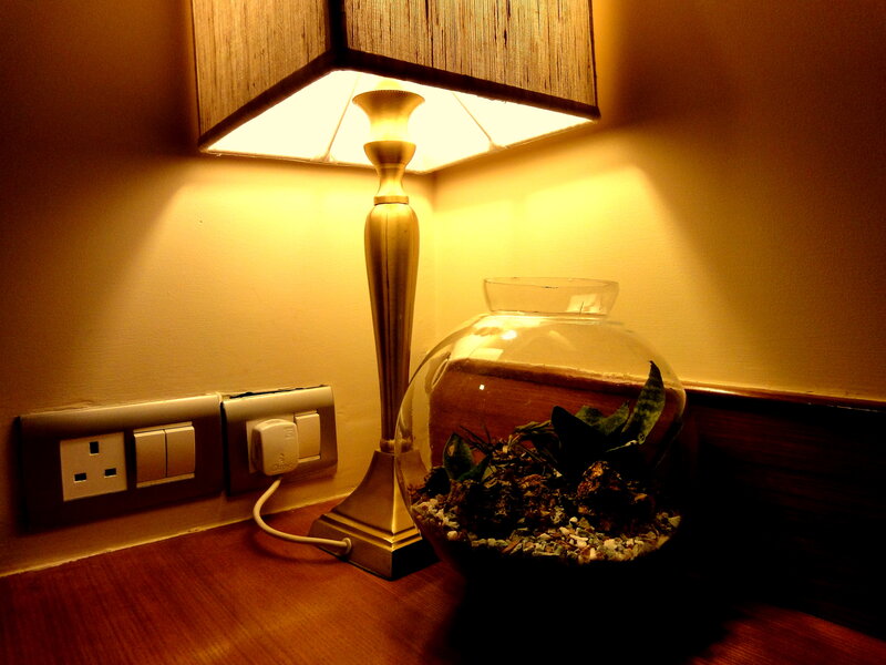 Lamp and Terrarium