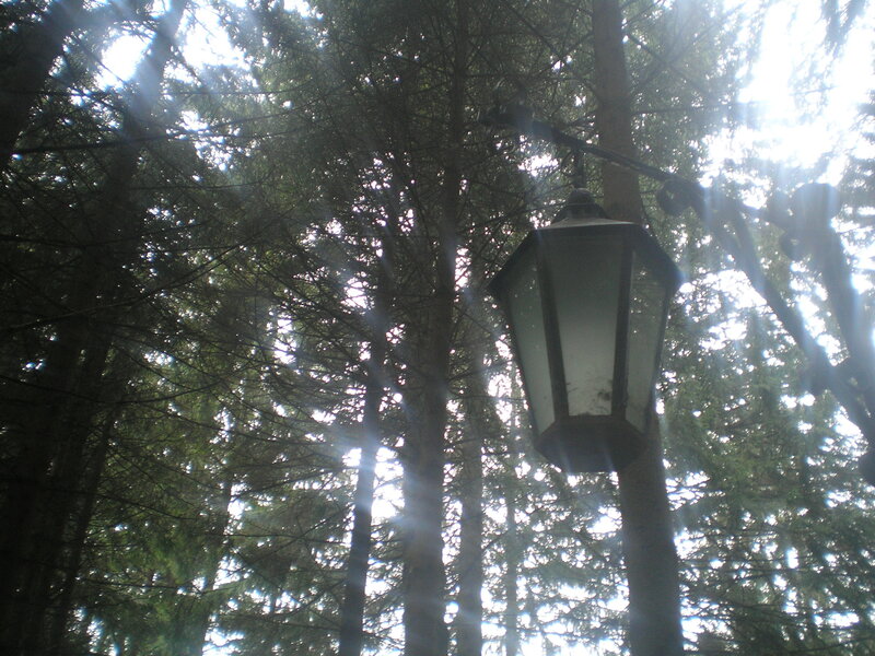Lamp in a forest