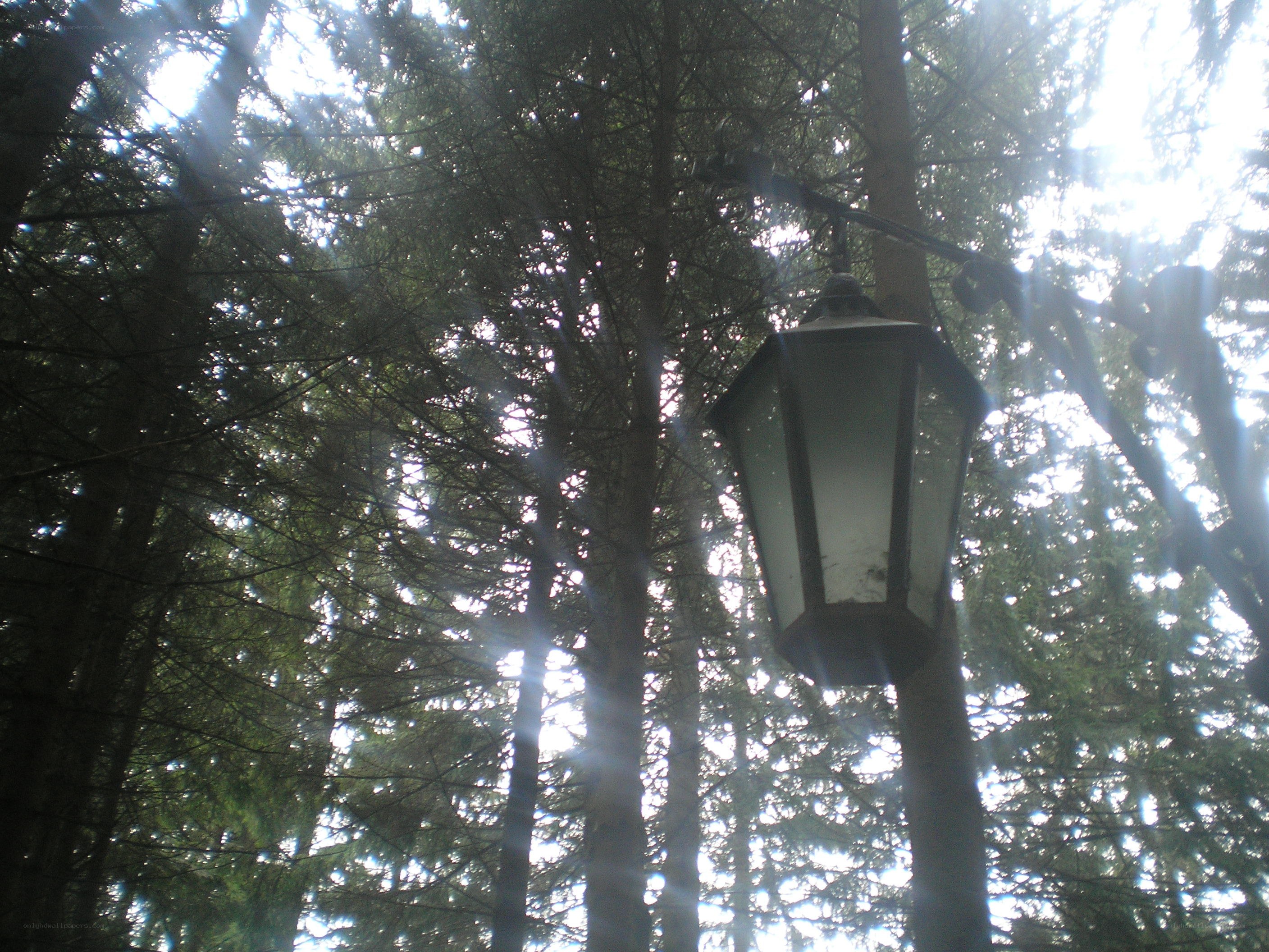 Lamp in a forest
