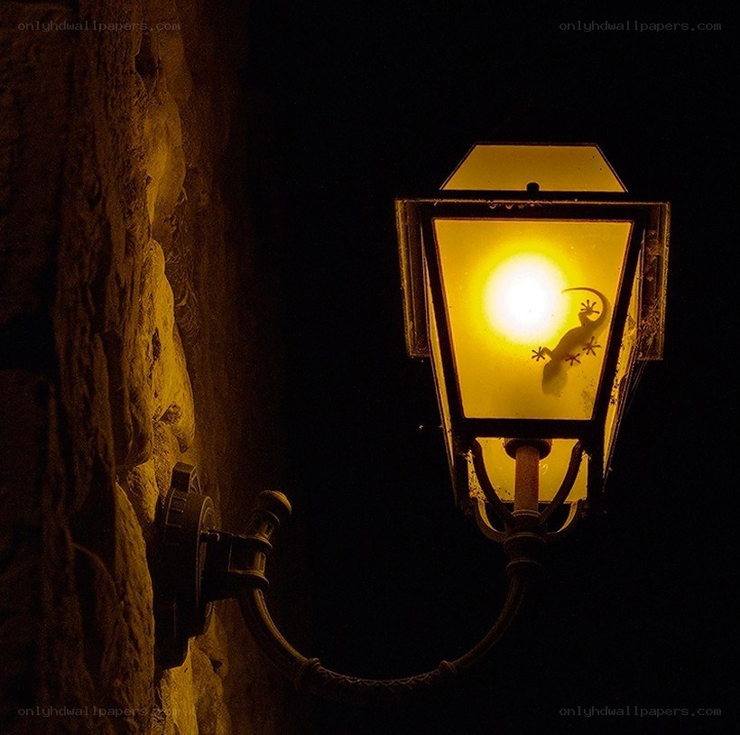 Lamp with gecko silhouette