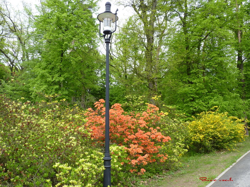Lamppost in Garden