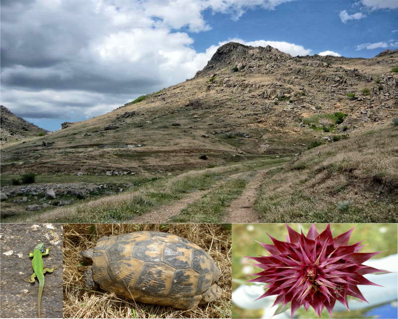 Landscape with animals and flower
