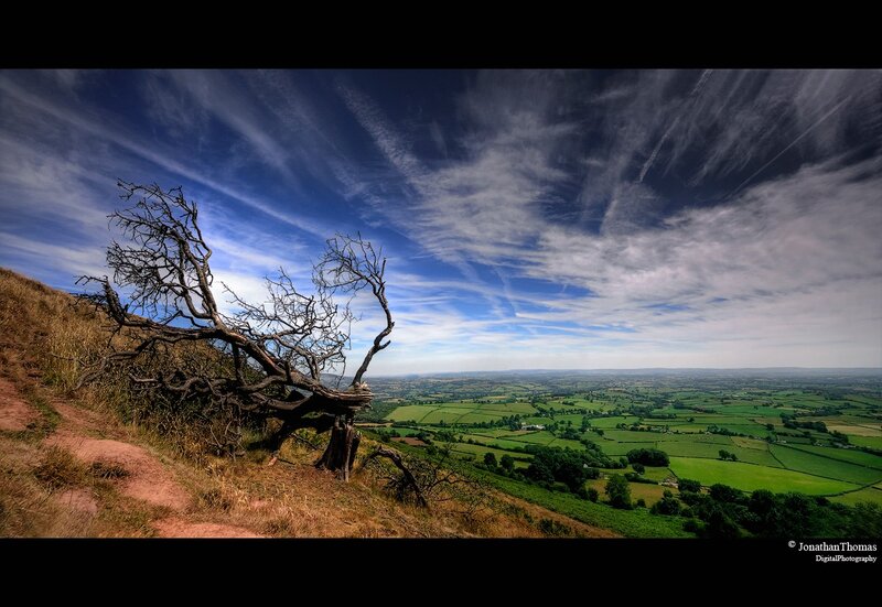 Landscape with dead tree