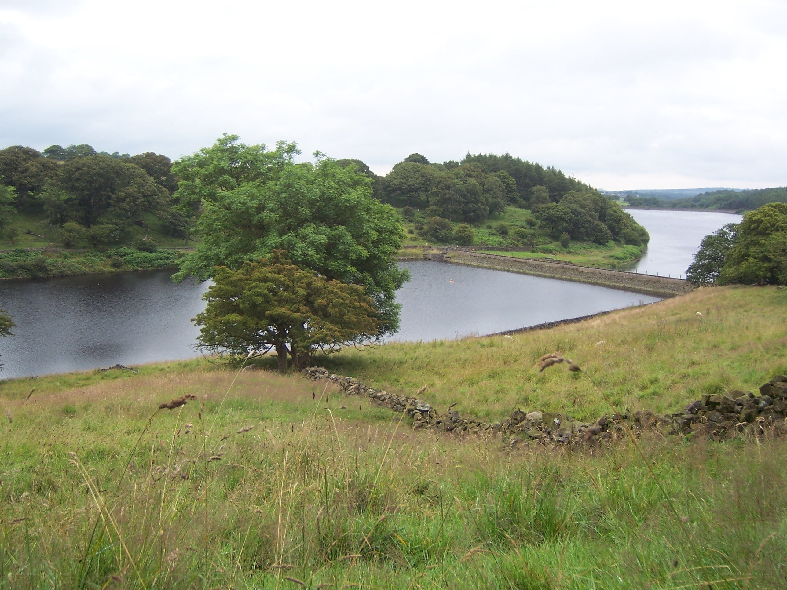 Landscape with lake and trees