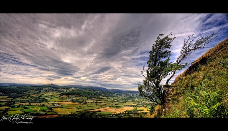 Landscape with lone tree