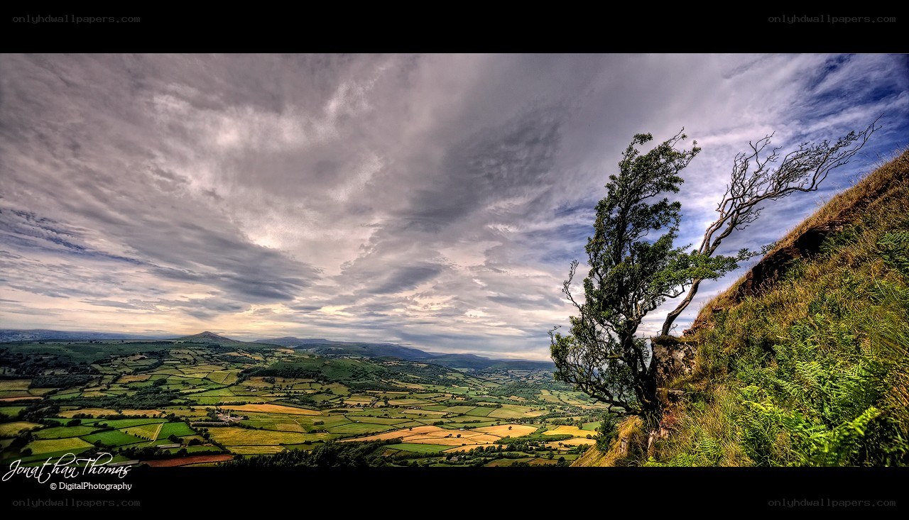 Landscape with lone tree
