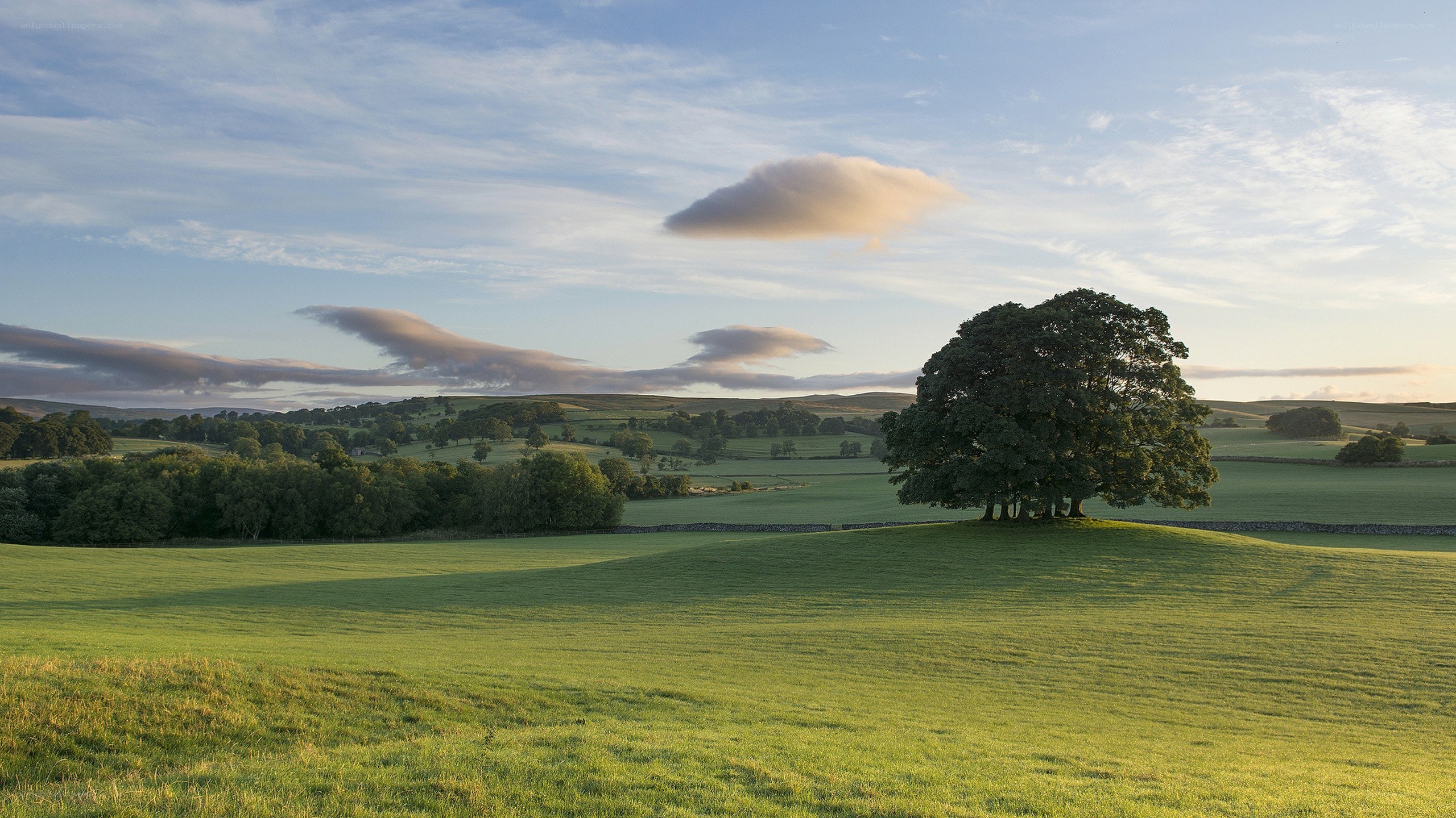 Landscape with solitary tree