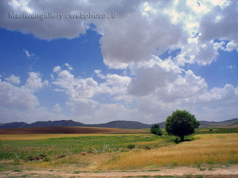 Landscape with tree and mountains