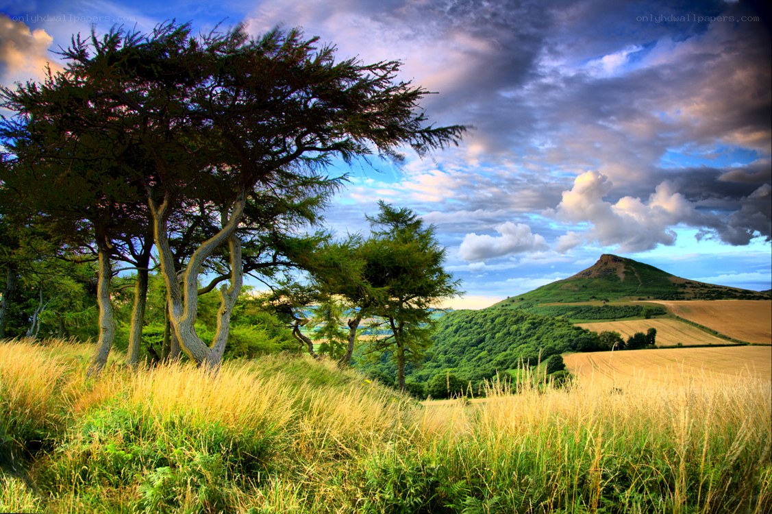 Landscape with trees and hill