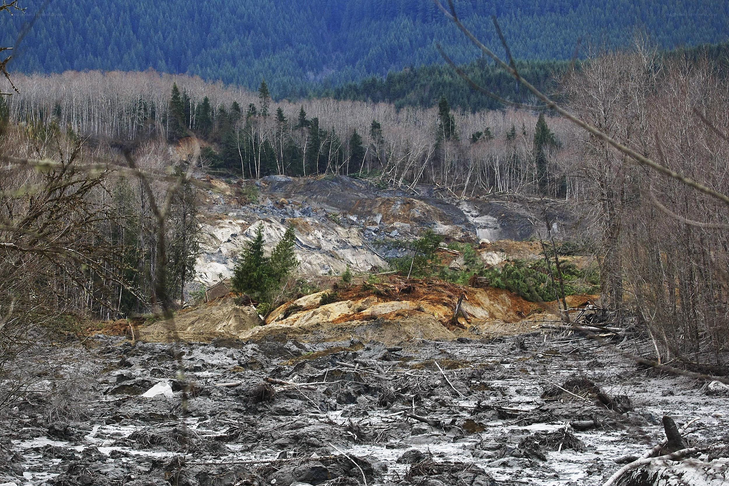 Landslide in forested area